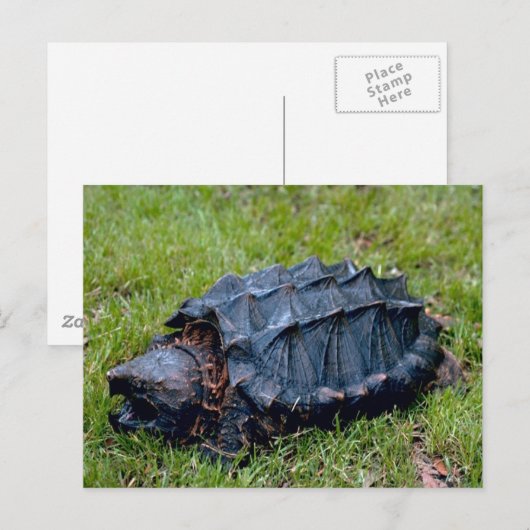 Levend Briefkaart van de Prehistorische schildpad (Voorkant / Achterkant)