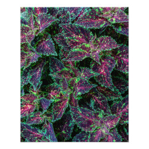 Levend Coleus Bladeren Patroon. Foto Afdruk