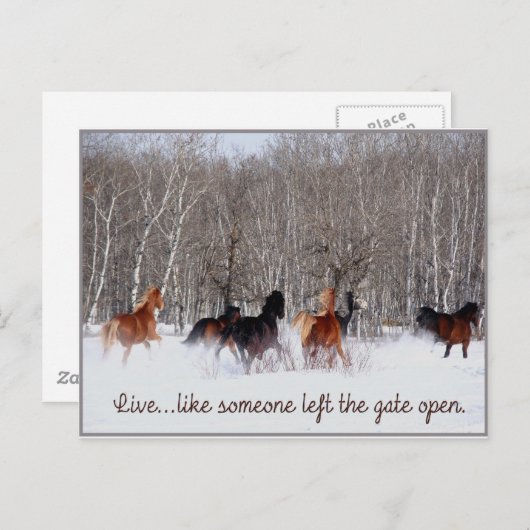 Levend leven...Alsof iemand de poort open heeft ge Briefkaart (Voorkant / Achterkant)