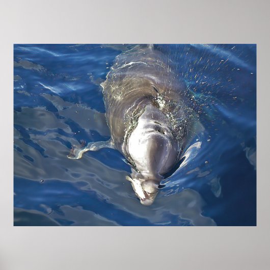 Levende dolfijnen poster (Voorkant)