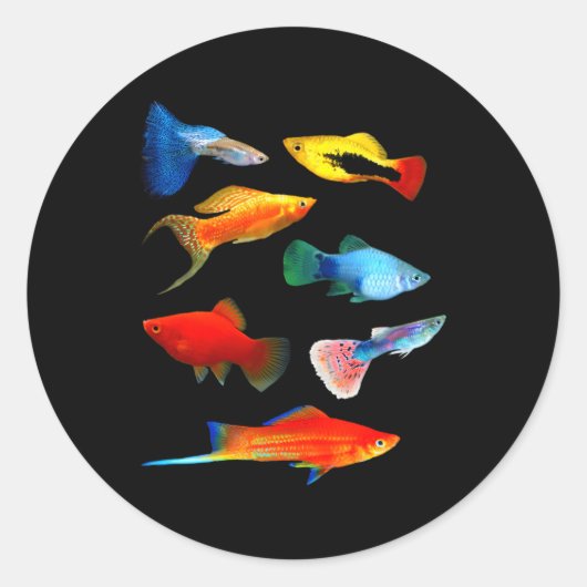 Levende dragers Vis Mollies Swordtails Guppies Pla Ronde Sticker (Voorkant)