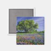 Levende eik & Texas Paintbrush, en Texas Magneet (Voorkant / Achterkant)