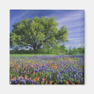Levende eik & Texas Paintbrush, en Texas Magneet
