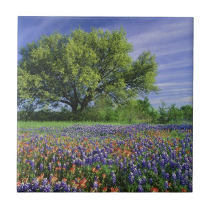 Levende eik & Texas Paintbrush, en Texas Tegeltje