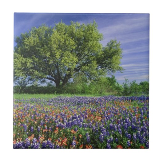 Levende eik & Texas Paintbrush, en Texas Tegeltje (Voorkant)