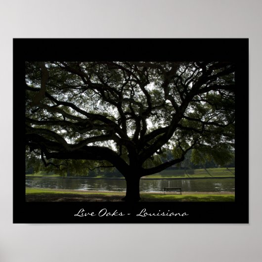 Levende eiken - Louisiana Poster (Voorkant)