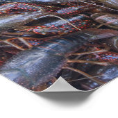 levende langoesten poster (Hoek)