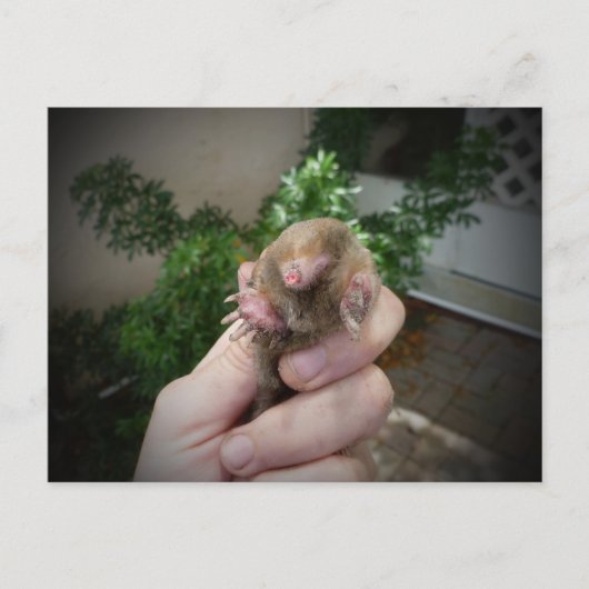 Levende mol in handglimlach.jpg briefkaart (Voorkant)