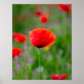 Levende rode klaproos op een weide met wilde bloem poster (Voorkant)