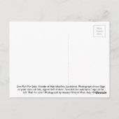 Levende vis voor verkoop briefkaart (Achterkant)