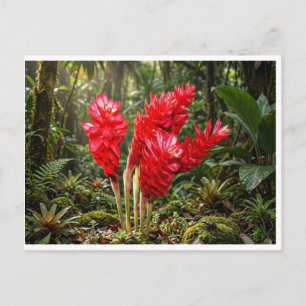 Levendig Botanisch Gember Bloesem Koffiekopje Briefkaart