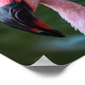 Levendig Flamingo Portret - Vogelfotografie Poster (Hoek)