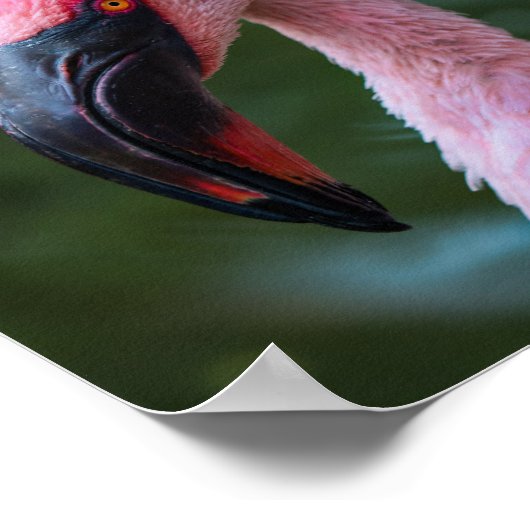 Levendig Flamingo Portret - Vogelfotografie Poster (Hoek)