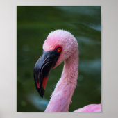 Levendig Flamingo Portret - Vogelfotografie Poster (Voorkant)