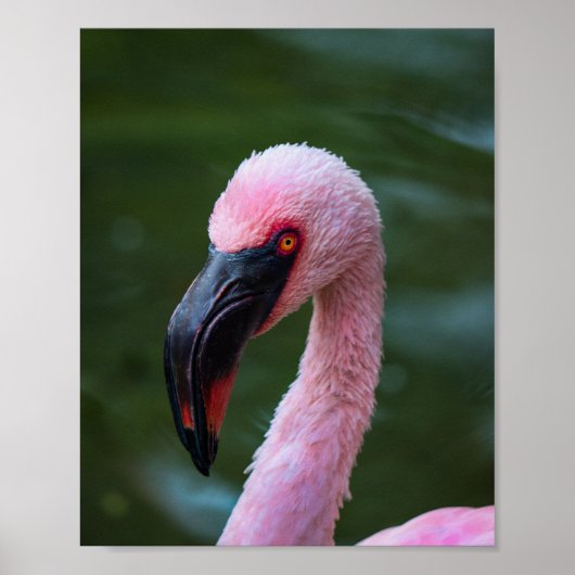 Levendig Flamingo Portret - Vogelfotografie Poster (Voorkant)