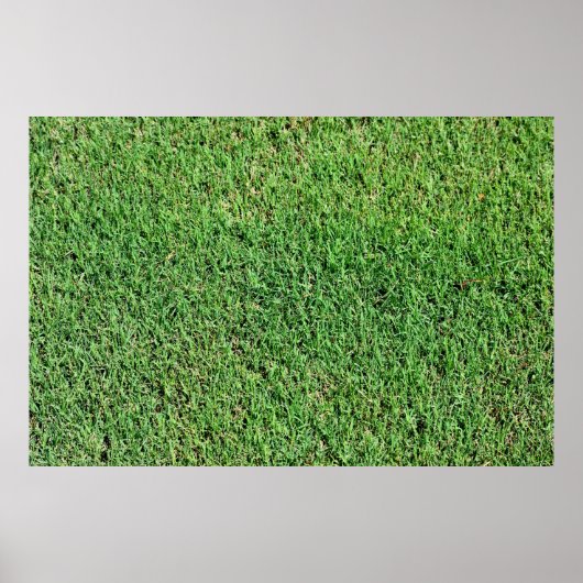 Levendig groen gazon gras poster (Voorkant)