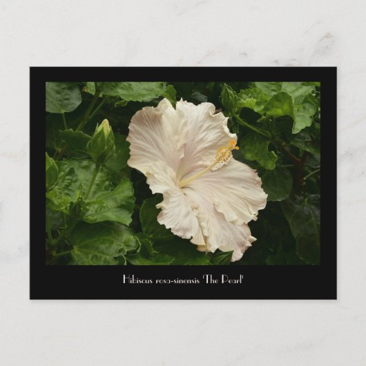 Levendig groot Bleek Hibiscus Briefkaart (Voorkant)