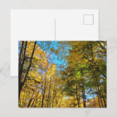 Levendig herfstbos met bomen briefkaart (Voorkant / Achterkant)