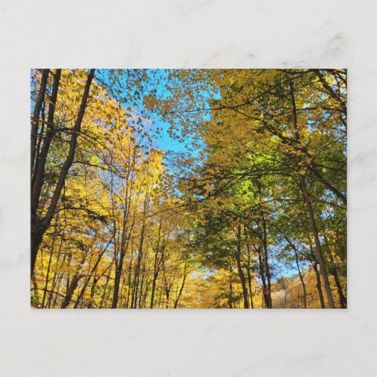Levendig herfstbos met bomen briefkaart (Voorkant)