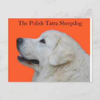 Levendig hoofd van de Poolse Tatra Sheepdog op Bri Briefkaart
