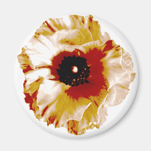 levendig oranje en witte ranunculus magneet (Voorkant)