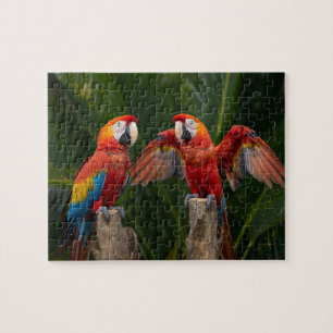 Levendig Paar Rode Ara's Tropische Vogels Legpuzzel