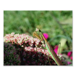 Levendig Praying Mantis Insect 10x8 Natuur Foto Afdruk