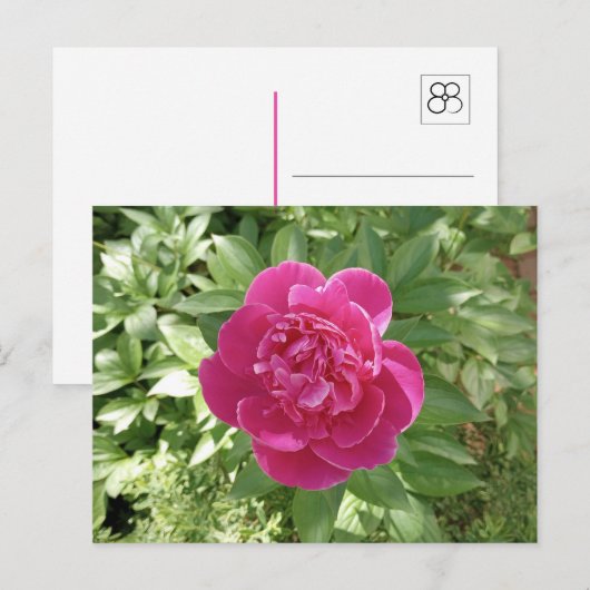 Levendig roze pioen bloem Briefkaart (Voorkant / Achterkant)