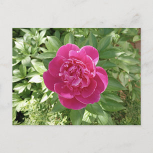 Levendig roze pioen bloem Briefkaart