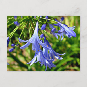 Levendige Afrikaanse lelie bloemen Briefkaart