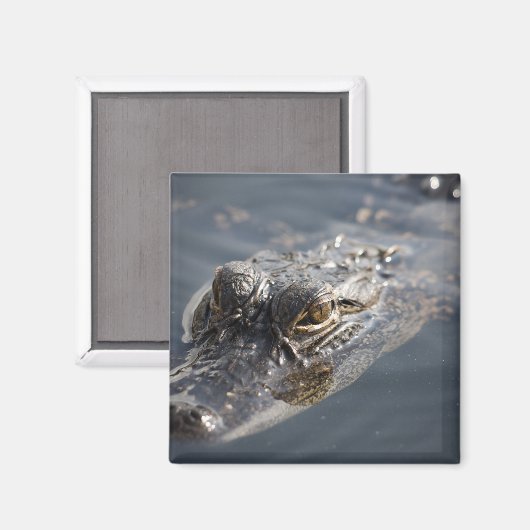 Levendige Amerikaanse alligator op de loer in wate Magneet (Voorkant / Achterkant)