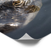Levendige Amerikaanse alligator op de loer in wate Poster (Hoek)