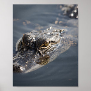 Levendige Amerikaanse alligator op de loer in wate Poster