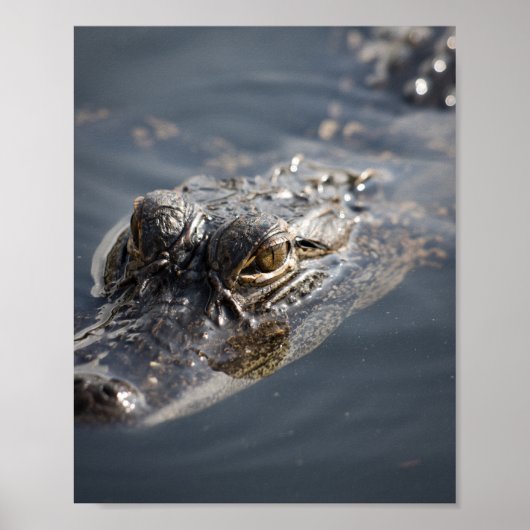 Levendige Amerikaanse alligator op de loer in wate Poster (Voorkant)