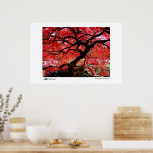 Levendige bladeren - foto van de finalist van het  poster (Keuken)