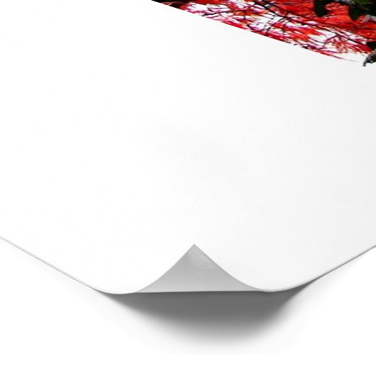 Levendige bladeren - foto van de finalist van het  poster (Hoek)