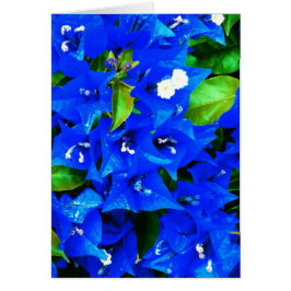 Levendige Blauwe Bougainvillea Bloemen