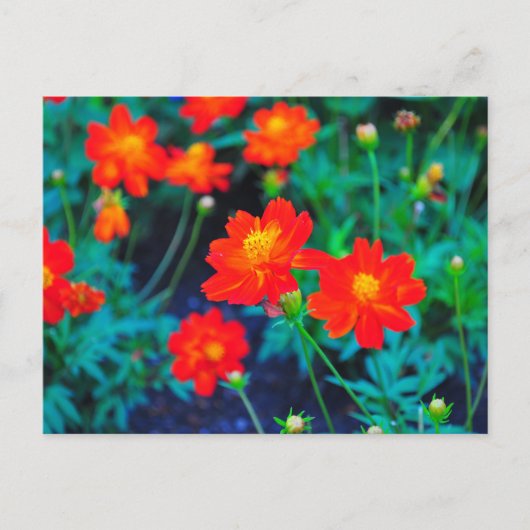 Levendige bloemen postkaart (Voorkant)