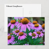 Levendige coneflowers briefkaart (Voorkant / Achterkant)