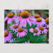 Levendige coneflowers briefkaart (Voorkant)