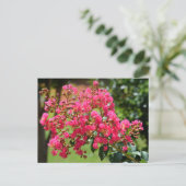 Levendige crêpe myrtle struik briefkaart (Staand voorkant)