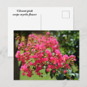 Levendige crêpe myrtle struik briefkaart (Voorkant / Achterkant)