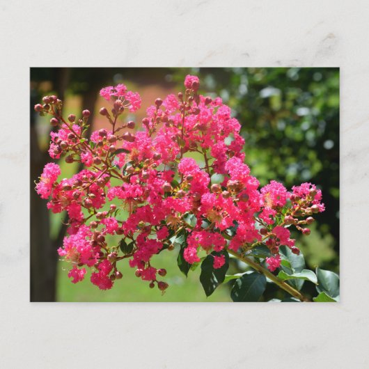 Levendige crêpe myrtle struik briefkaart (Voorkant)