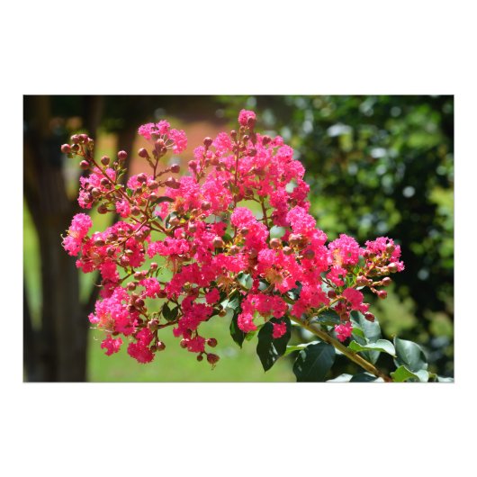 Levendige crêpe myrtle struik foto afdruk (Voorkant)