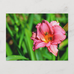 Levendige dag lelie bloem briefkaart