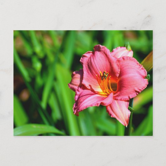 Levendige dag lelie bloem briefkaart (Voorkant)