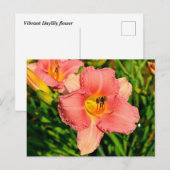 Levendige daglelie bloemen briefkaart (Voorkant / Achterkant)
