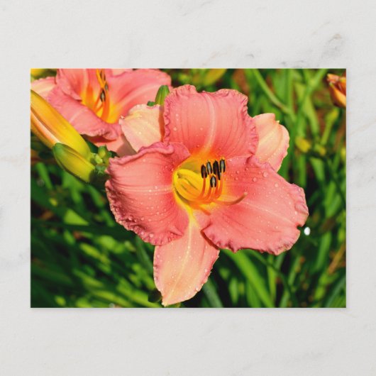 Levendige daglelie bloemen briefkaart (Voorkant)