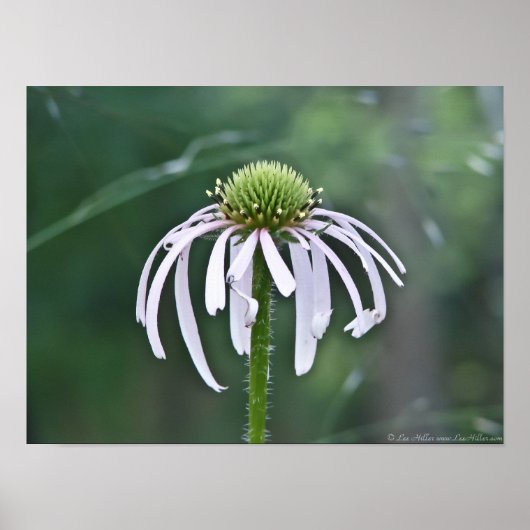 Levendige dompel in het Poster Twilight (Voorkant)