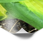 Levendige en weelderige Hosta Leaves Closeup Foto Afdruk (Hoek)